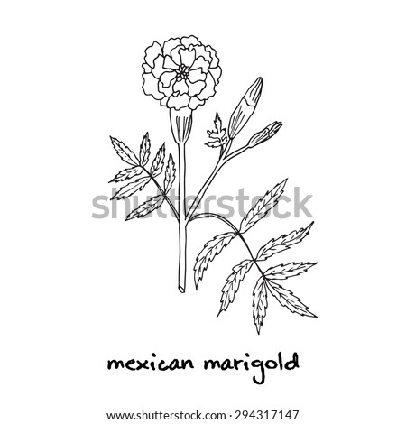 Ajwain Trachyspermum Ammi Ajowan Caraway Bishop Stock Vector 592712549