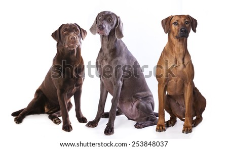 Mixed Breed Dogs Irish Setter Labrador Retriever Dachshund Mixed Breed Dogs Irish Setter Labrador Retriever Dachshund