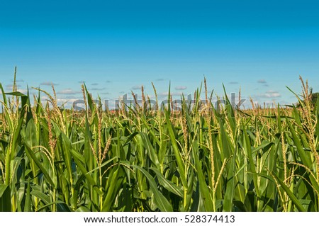 Butcher block maize