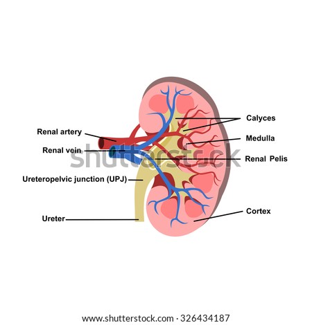 Pathway Blood Flow Through Heart Stock Illustration 76386163 - Shutterstock