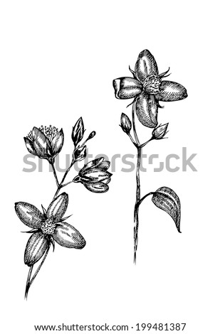 Watercolor Flower Illustration Stock Illustration 640131241 - Shutterstock