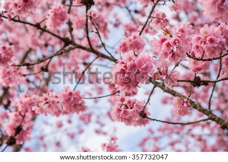 cherry blossom scientific name cerasus yedoensis stock photo 190725929 shutterstock cherry blossom scientific name cerasus yedoensis stock photo 190725929 shutterstock
