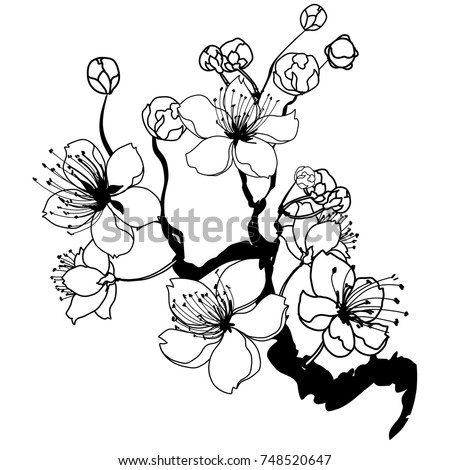 Blossom Cherry Stock Vector 51353785 - Shutterstock