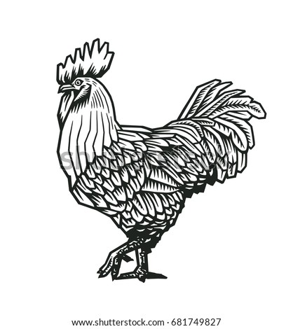 Rooster Cock Illustration Vintage Engraving Style Stock Vector ...