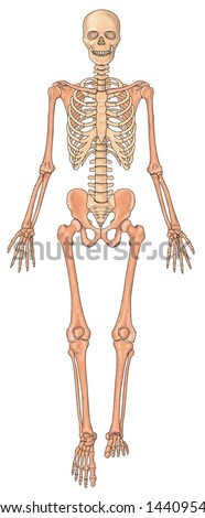 Male Human Skeleton Internal Organs 3d Stock Illustration 70263151