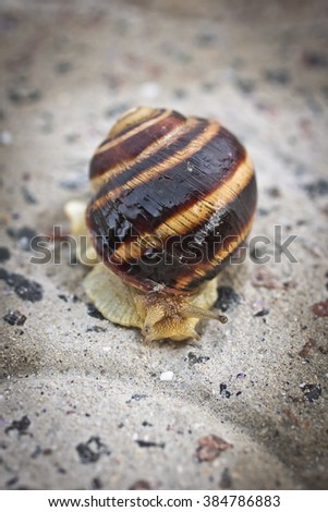 Coral Snake Mimic Mojave Shovelnosed Snake Stock Photo ...