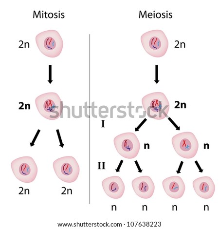 Early Human Development Ovulation Implantation Blastocyst Stock Vector ...