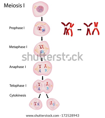 Xyy Super Male Syndrome Genome Stock Illustration 114645280 - Shutterstock