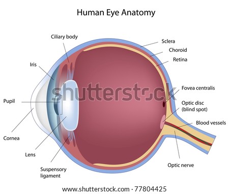 Cross Section Human Eye Stock Vector 77803240 - Shutterstock