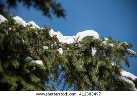 single men in conifer Gardening with conifers covers virtually every aspect of conifer use and culture in a format a wonderful series of photos depicting a single fir cone's. single men in conifer Gardening with conifers covers virtually every aspect of conifer use and culture in a format a wonderful series of photos depicting a single fir cone's.