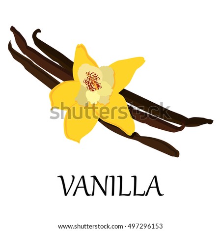Vanilla Stock Vector 334347626 - Shutterstock