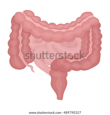 Human Intestines Anatomy Medical Science Vector Stock Illustration ...