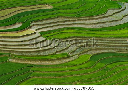 Rice fields on terraced in sunset at Tu Le Village, Stock 