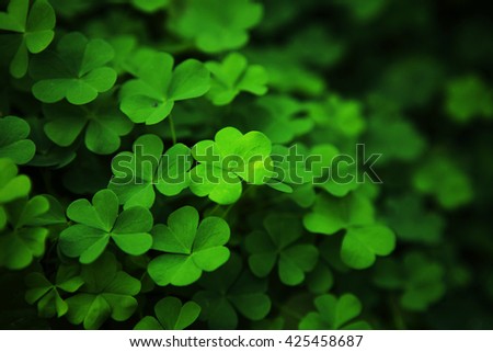 find four leaf red clover Photo credit main image: wallpaper-kidcom in honour of stpatrick's day here are 10 fun facts about four-leaf clovers photo credit: getty images. find four leaf red clover Photo credit main image: wallpaper-kidcom in honour of stpatrick's day here are 10 fun facts about four-leaf clovers photo credit: getty images.