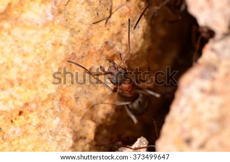 Ants on a shrimp download for pc