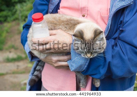 Mini Pig Pet Girls Wearing Beautiful Stock Photo 351646142 Mini Pig Pet Girls Wearing Beautiful Stock Photo 351646142