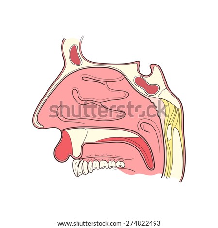 Nose Anatomy Outline Vector Illustration Stock Vector 271826168 ...
