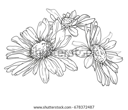 Isolated Daisy Chamomile Close View Collection Stock Vector 568706665