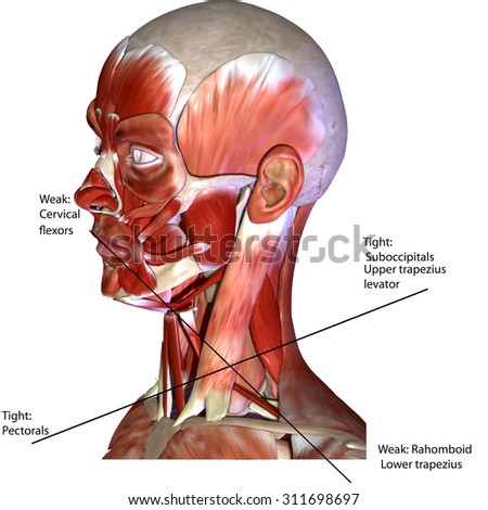 Human Face Muscles Stock Illustration 311698739 - Shutterstock