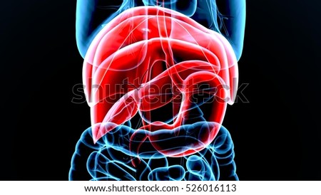 Head Arteries Veins Stock Illustration 4937497 - Shutterstock