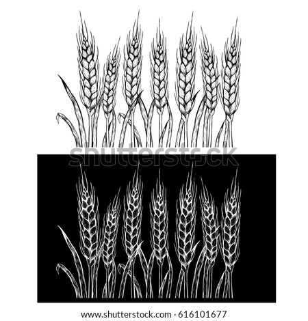 Field Wheat Barley Rye Vector Visual Stock Vector 163866530 - Shutterstock