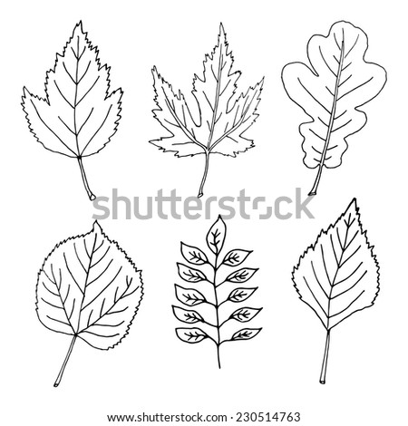 Vector Autumn Drawing Leaves Set Isolated Stock Vector 467072378 ...