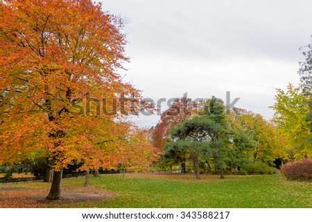 Evergreen Deciduous Trees Orange Yellow Autumn Stock Photo 16071259 ...