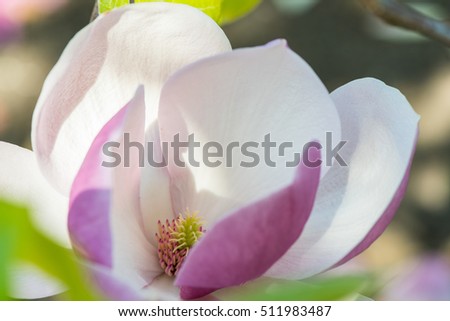 Magnolia Large Genus About 210 Flowering Stock Photo 511983490 ... Magnolia Large Genus About 210 Flowering Stock Photo 511983490 ...