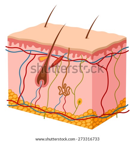 Cross Section Human Skin Without Labels Stock Illustration 14728678