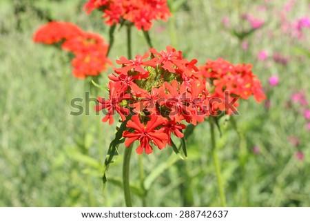 Burning Love Flower Or Dusky Salmon Stock Photo 288742643 ...