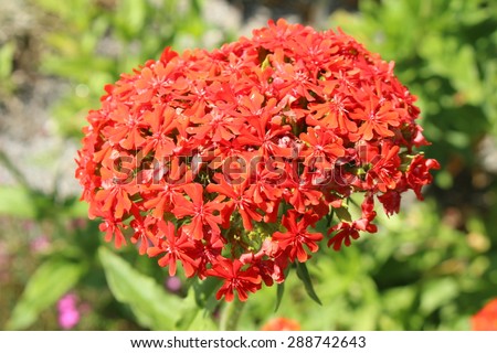 Burning Love Flower Or Dusky Salmon Stock Photo 288742643 ...