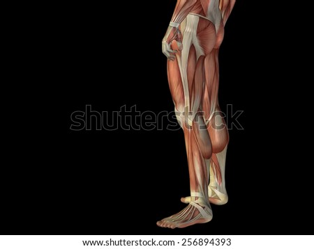 Anatomically Correct Medical Model Human Body Stock Illustration 490654