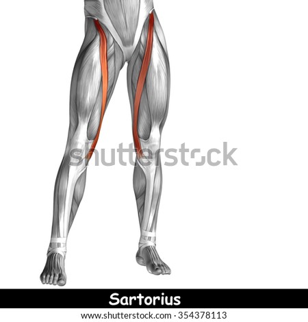Female Reproductive System3d Render Stock Illustration 556925965