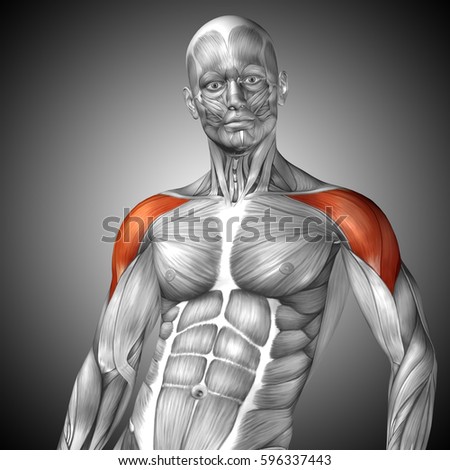 Anatomy Obese Body Stock Illustration 116999476 - Shutterstock