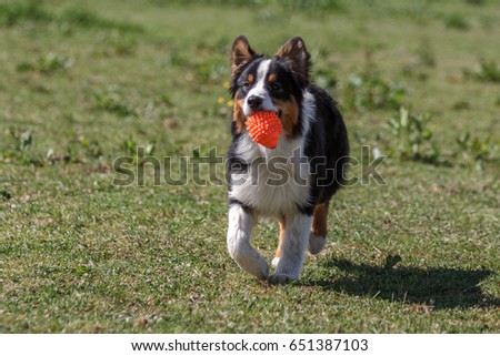running with australian shepherd puppy border shepherd runs grass stock photo 548209546 shutterstock running with australian shepherd puppy border shepherd runs grass stock photo 548209546 shutterstock