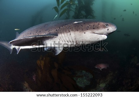 Large Female Tiger Shark Cruising Over Stock Photo 47761375 - Shutterstock