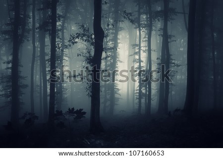 Night Forest Stock Photo 113501722 - Shutterstock