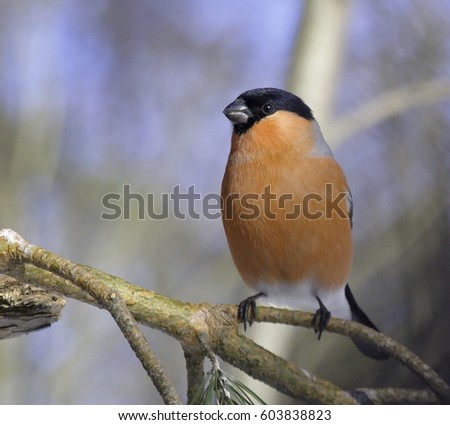 No Artist - Luscinia Megarhynchos - Nachtigall - Nightingale No Artist - Luscinia Megarhynchos - Nachtigall - Nightingale