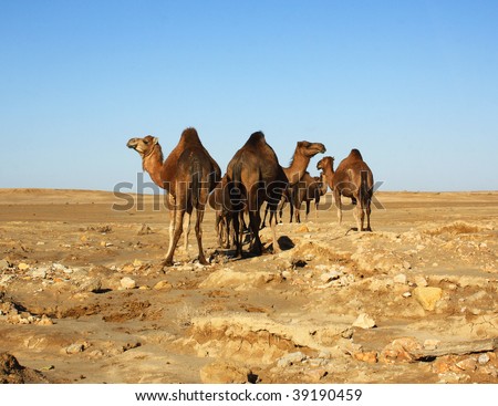 Group Of Camels Called 18