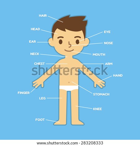 Parts Boy Body Insert Names Vector Stock Vector 151420367 - Shutterstock