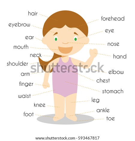 Vocabulary Worksheet Parts Body Stock Vector 104517467 - Shutterstock