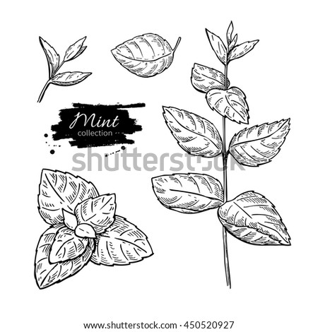 Mint Vector Drawing Set Isolated Mint Stock Vector 454445500 - Shutterstock