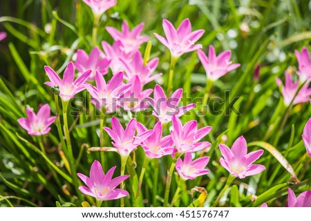 HOA GIEO TỨ TUYỆT - Page 6 Stock-photo--zephyranthes-grandiflora-451576747