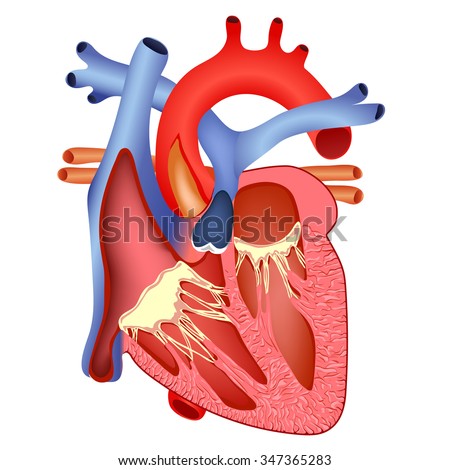 Male Penis Anatomy Stock Illustration 297414671 - Shutterstock