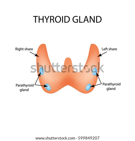 Thyroid Hormones Human Endocrine System Stock Illustration 317217416 ...