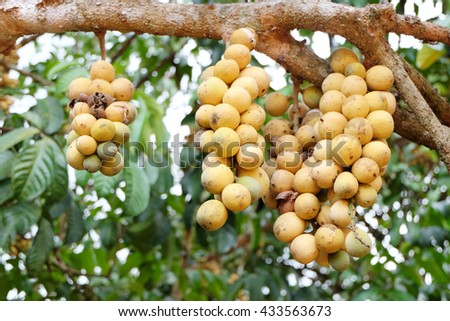 Long Gong Fruit On Tree Fruit Stock Photo 153450149 - Shutterstock