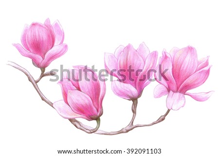 Magnolia Watercolor Illustration Stock Illustration 117897226 ...