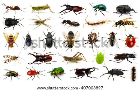 Insects Amazon Rainforest Stock Photo 29577850 - Shutterstock