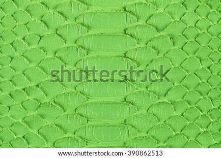 with snake scales stock image image of human design 31920181 green plant cells microscope seamless stock vector 250155727 with snake scales stock image image of human design 31920181 green plant cells microscope seamless stock vector 250155727