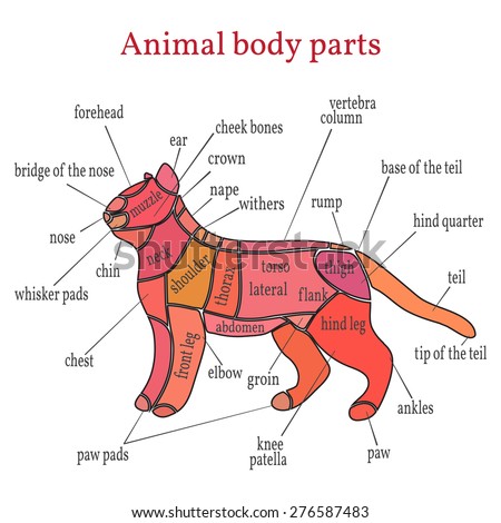 Dogs Organ Anatomy Diagram Vector Illustration Stock Vector 412330615